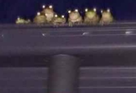 High Quality roof frogs Blank Meme Template