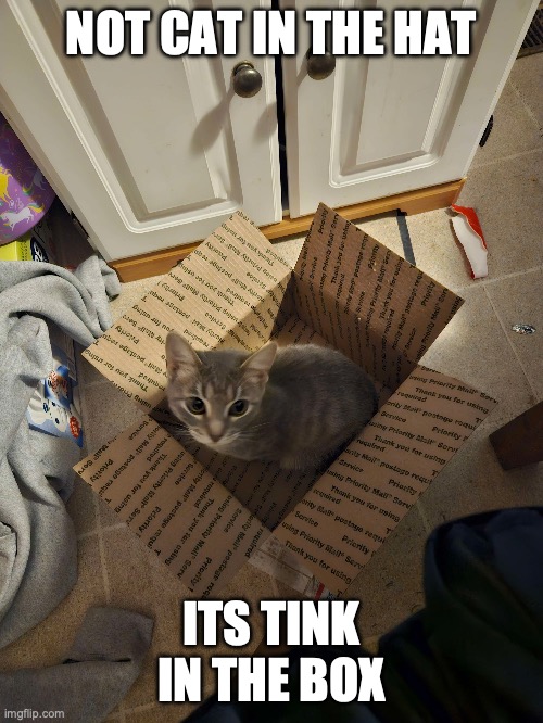 tink in the box | NOT CAT IN THE HAT; ITS TINK IN THE BOX | image tagged in cat | made w/ Imgflip meme maker