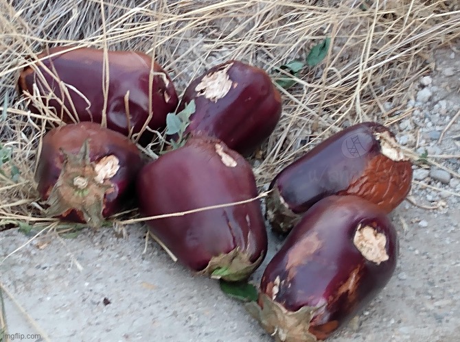 Eggplant but different | made w/ Imgflip meme maker