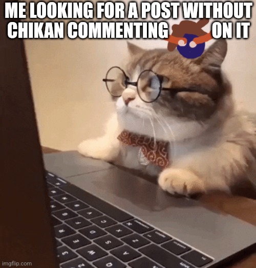 cat on computer | ME LOOKING FOR A POST WITHOUT CHIKAN COMMENTING             ON IT | image tagged in cat on computer | made w/ Imgflip meme maker