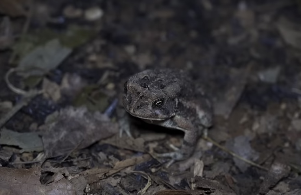 Toad Blank Meme Template