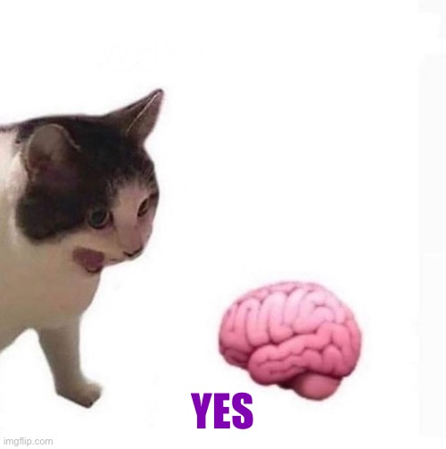 Cat Yelling at Brain | YES | image tagged in cat yelling at brain | made w/ Imgflip meme maker
