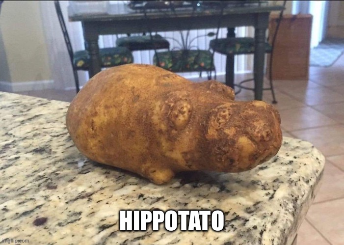 Hippotatomus. | HIPPOTATO | image tagged in hippotatomus | made w/ Imgflip meme maker