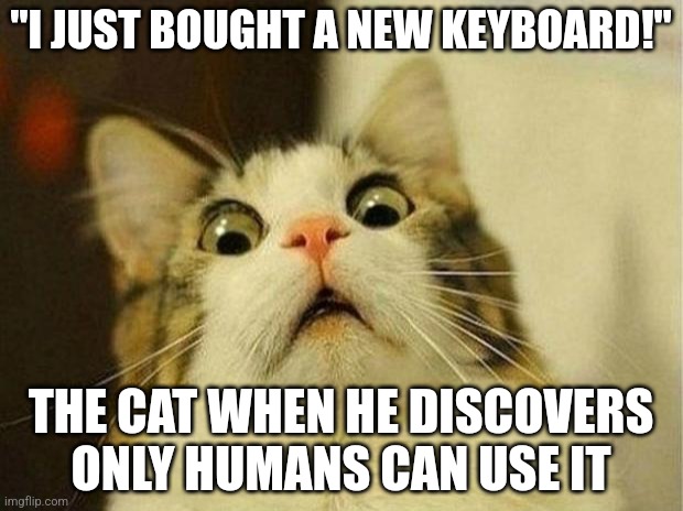 There goes one of his jobs! | "I JUST BOUGHT A NEW KEYBOARD!"; THE CAT WHEN HE DISCOVERS ONLY HUMANS CAN USE IT | image tagged in memes,scared cat | made w/ Imgflip meme maker