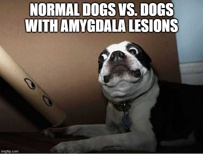 Emotions: Amygdala | NORMAL DOGS VS. DOGS WITH AMYGDALA LESIONS | image tagged in funny memes,dog,emotions | made w/ Imgflip meme maker