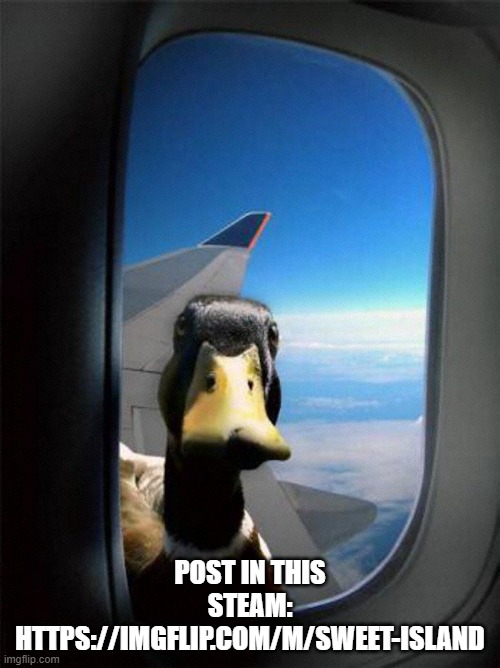 Airplane Duck | POST IN THIS STEAM: HTTPS://IMGFLIP.COM/M/SWEET-ISLAND | image tagged in airplane duck | made w/ Imgflip meme maker