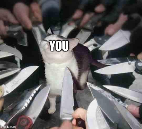 Knife Cat | YOU | image tagged in knife cat | made w/ Imgflip meme maker