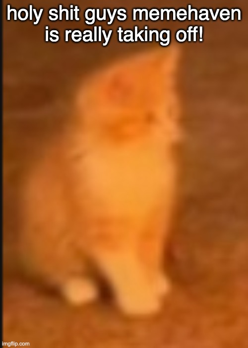 demonic orange cat kitten | holy shit guys memehaven is really taking off! | image tagged in demonic orange cat kitten | made w/ Imgflip meme maker