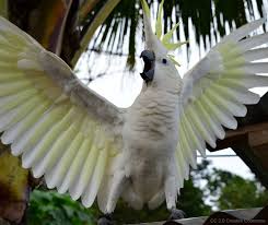 Cockatoo screech Blank Meme Template