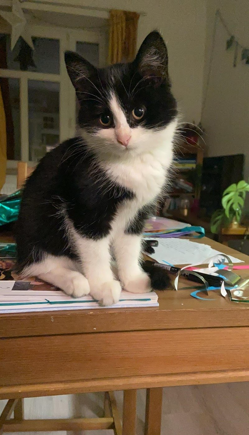 Cat b&w kitten Blank Meme Template