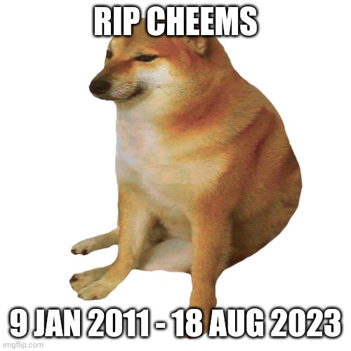 cheems | RIP CHEEMS; 9 JAN 2011 - 18 AUG 2023 | image tagged in cheems | made w/ Imgflip meme maker