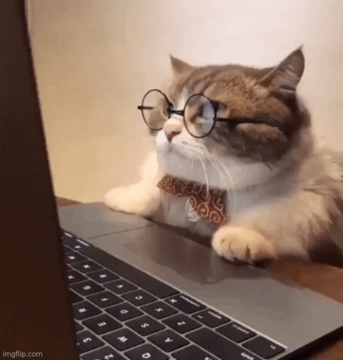 cat on computer | image tagged in cat on computer | made w/ Imgflip meme maker
