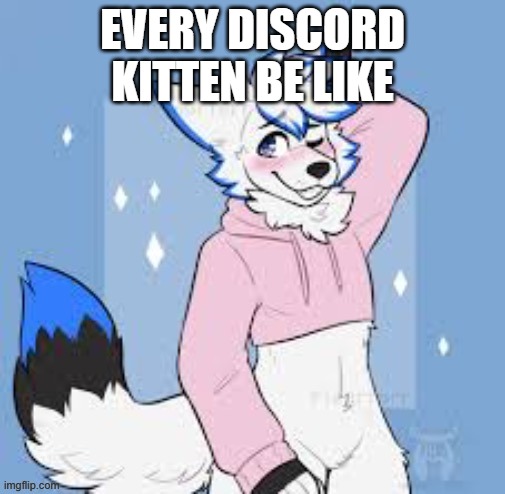 every discord kitten be like: | EVERY DISCORD KITTEN BE LIKE | image tagged in femboy furry | made w/ Imgflip meme maker