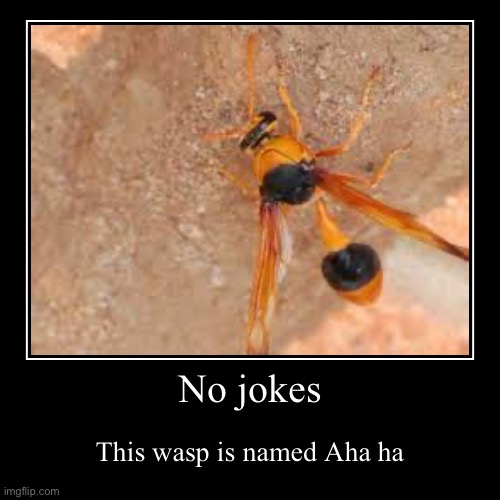 No jokes | This wasp is named Aha ha | image tagged in funny,demotivationals | made w/ Imgflip demotivational maker