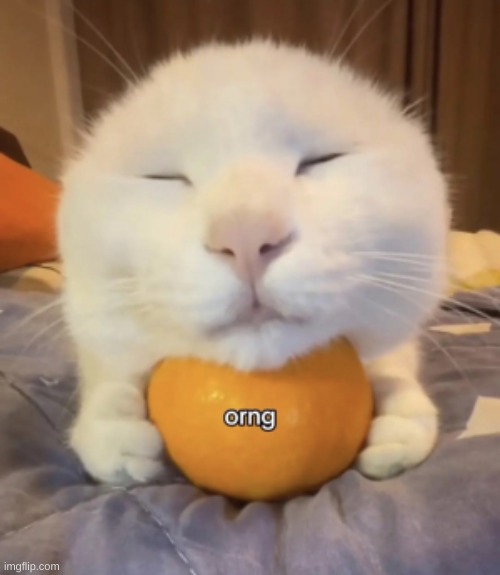Ornj Narancia | image tagged in cat,orange,kitty,pet,omg cat,memes | made w/ Imgflip meme maker