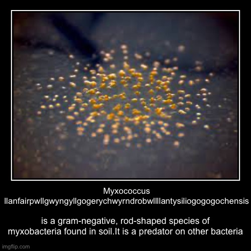 Well thats one long ass name | Myxococcus llanfairpwllgwyngyllgogerychwyrndrobwllllantysiliogogogochensis | is a gram-negative, rod-shaped species of myxobacteria found in | image tagged in funny,demotivationals,science,bacteria | made w/ Imgflip demotivational maker