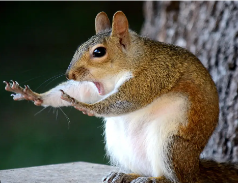 Anthony b Blank Meme Template