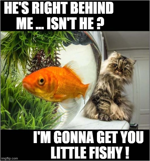 Cat Vs Goldfish | HE'S RIGHT BEHIND
 ME ... ISN'T HE ? I'M GONNA GET YOU
 LITTLE FISHY ! | image tagged in cats,goldfish | made w/ Imgflip meme maker
