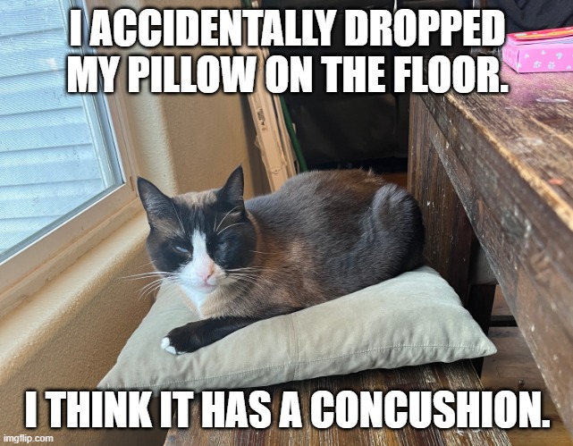 Daily Bad Dad Joke March 21, 2024 | I ACCIDENTALLY DROPPED MY PILLOW ON THE FLOOR. I THINK IT HAS A CONCUSHION. | image tagged in pillow cat | made w/ Imgflip meme maker