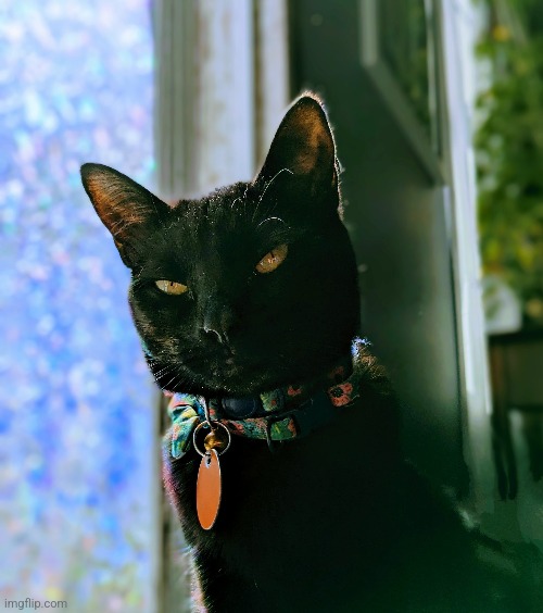My cat is beautiful | image tagged in cats | made w/ Imgflip meme maker
