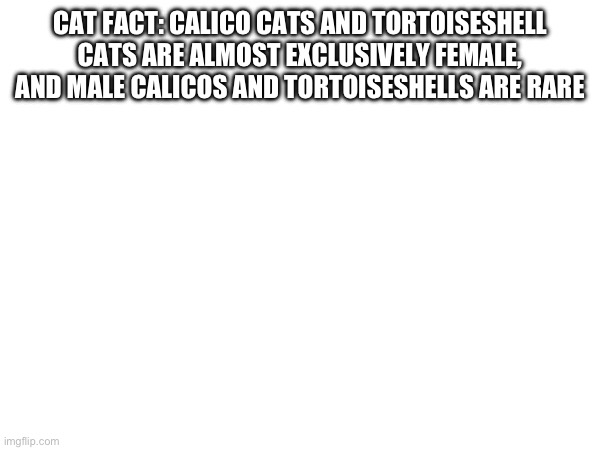 CAT FACT: CALICO CATS AND TORTOISESHELL CATS ARE ALMOST EXCLUSIVELY FEMALE, AND MALE CALICOS AND TORTOISESHELLS ARE RARE | made w/ Imgflip meme maker