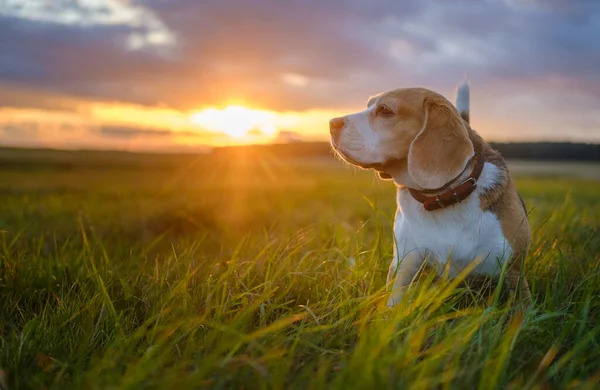 Dog with sunrise Blank Meme Template