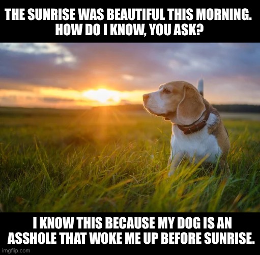 You can hold it another hour | THE SUNRISE WAS BEAUTIFUL THIS MORNING. 
HOW DO I KNOW, YOU ASK? I KNOW THIS BECAUSE MY DOG IS AN ASSHOLE THAT WOKE ME UP BEFORE SUNRISE. | image tagged in dog with sunrise,early,bad dog,pee,tired | made w/ Imgflip meme maker