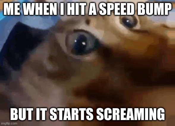 Extremely worried cat | ME WHEN I HIT A SPEED BUMP; BUT IT STARTS SCREAMING | image tagged in 1000 yard stare cat,death stare | made w/ Imgflip meme maker