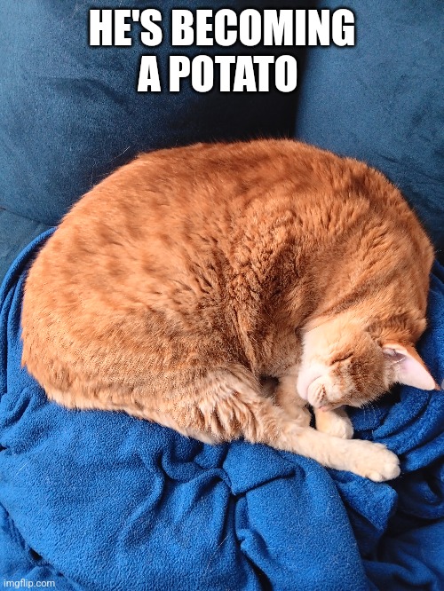 HE'S BECOMING A POTATO | made w/ Imgflip meme maker
