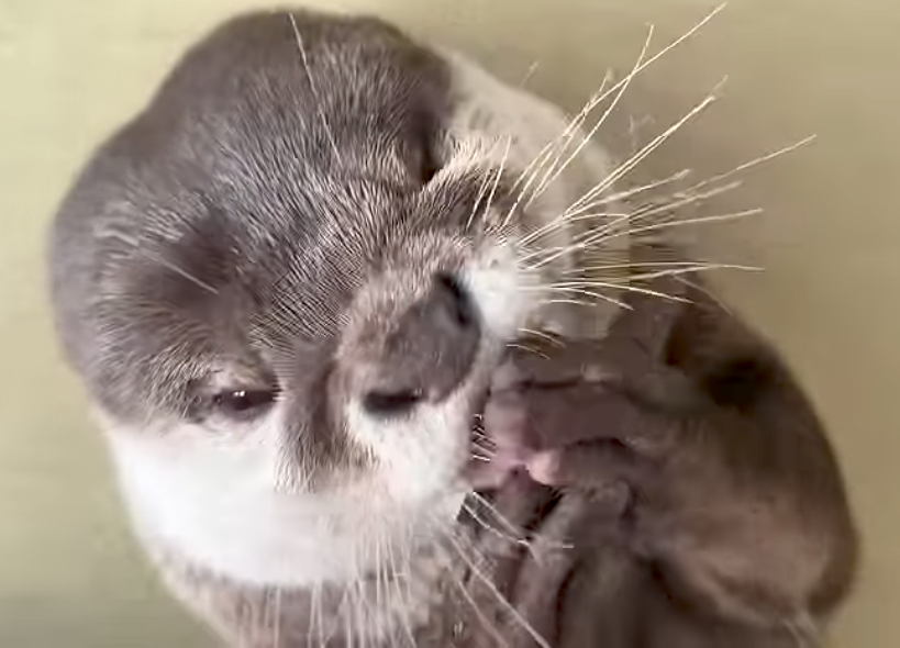 Odashi Licking Blank Meme Template