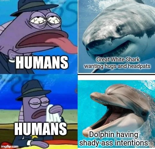 image tagged in shark,hugs,headpats,dolphin,humans | made w/ Imgflip meme maker