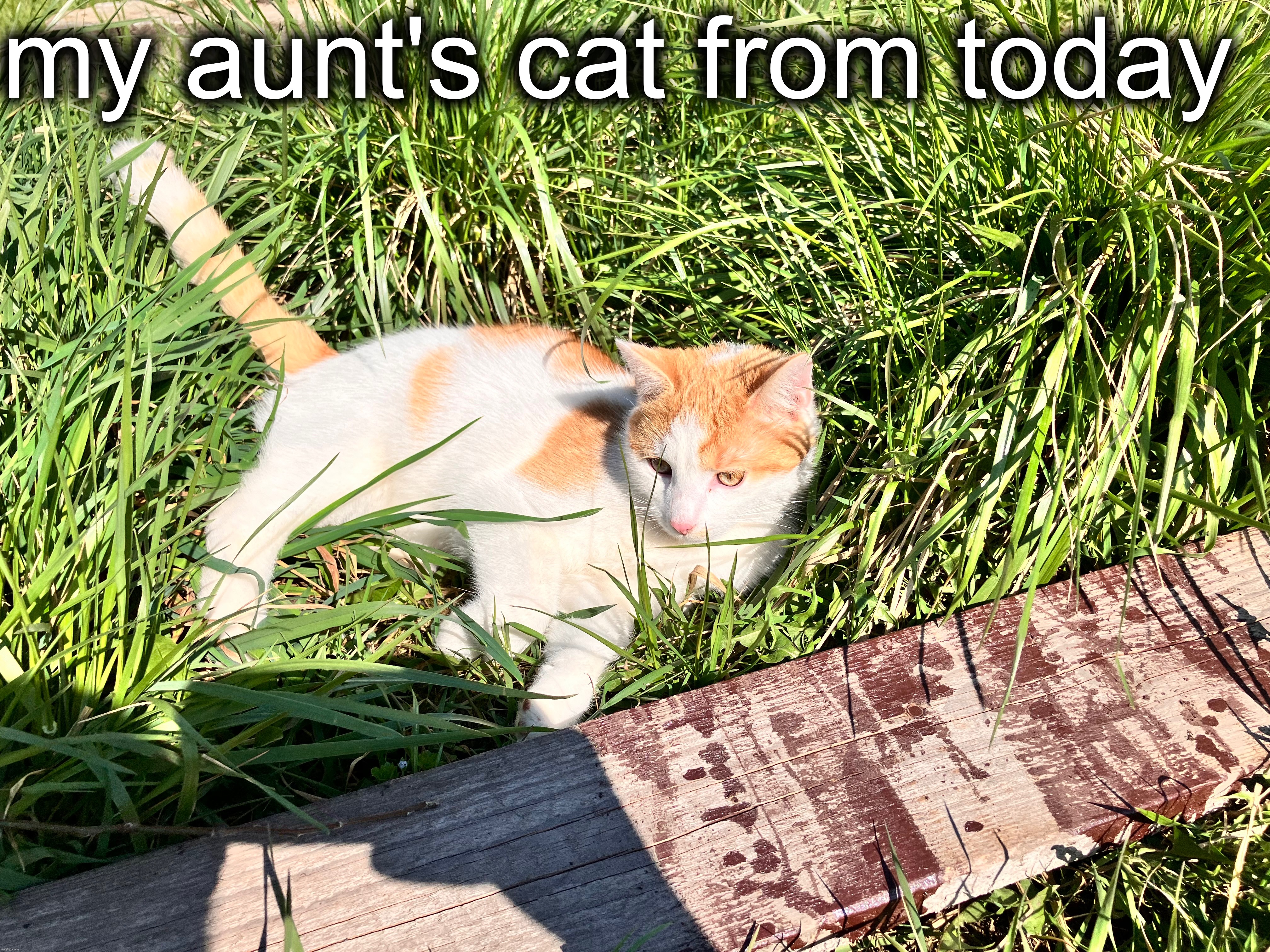 yes, his name is mango | my aunt's cat from today | made w/ Imgflip meme maker