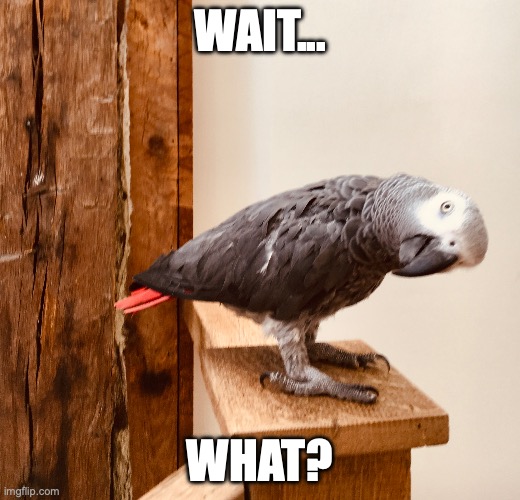 Wait, what? | WAIT... WHAT? | image tagged in parrot | made w/ Imgflip meme maker