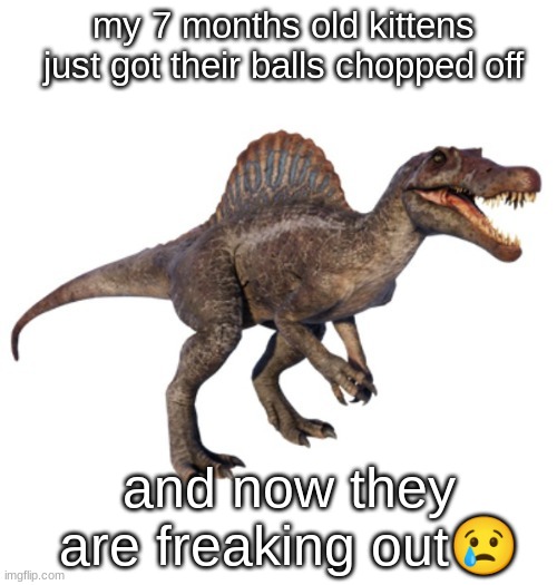 they also got their nails cut | my 7 months old kittens just got their balls chopped off; and now they are freaking out😢 | image tagged in jpspinosaurus's other announcement temp | made w/ Imgflip meme maker