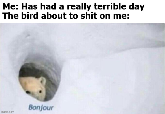 not all the time, but it's what you'd imagine in cartoons. | Me: Has had a really terrible day

The bird about to shit on me: | image tagged in bonjour bear,memes | made w/ Imgflip meme maker
