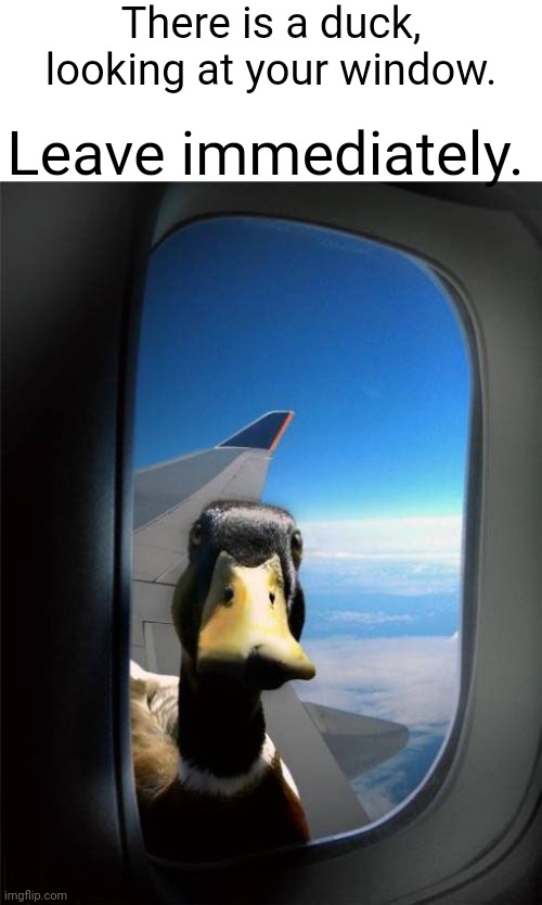 Let Me In Duck | There is a duck, looking at your window. Leave immediately. | image tagged in there's a duck | made w/ Imgflip meme maker