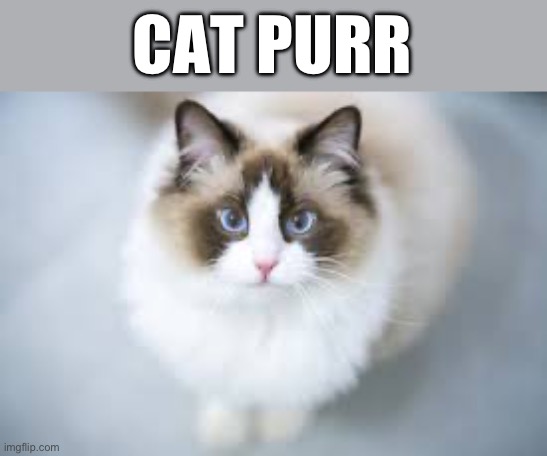 Cute ragdoll!! | CAT PURR | image tagged in cute ragdoll | made w/ Imgflip meme maker