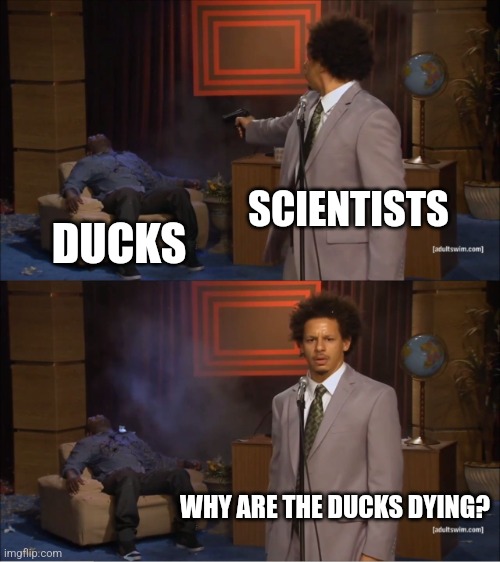 Who Killed Hannibal Meme | SCIENTISTS DUCKS WHY ARE THE DUCKS DYING? | image tagged in memes,who killed hannibal | made w/ Imgflip meme maker
