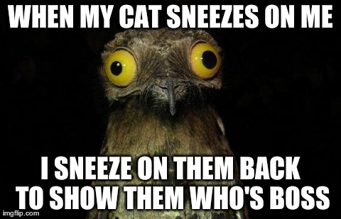 Weird Stuff I Do Potoo | WHEN MY CAT SNEEZES ON ME I SNEEZE ON THEM BACK TO SHOW THEM WHO'S BOSS | image tagged in memes,weird stuff i do potoo,AdviceAnimals | made w/ Imgflip meme maker