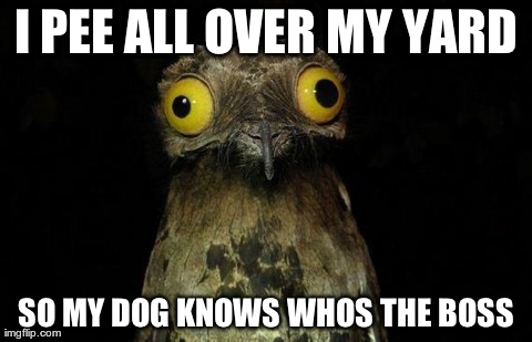 Weird Stuff I Do Potoo | I PEE ALL OVER MY YARD SO MY DOG KNOWS WHOS THE BOSS | image tagged in memes,weird stuff i do potoo,AdviceAnimals | made w/ Imgflip meme maker