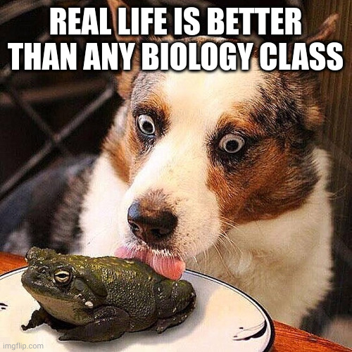 Curiosity is my Master | REAL LIFE IS BETTER THAN ANY BIOLOGY CLASS | image tagged in dog licking a frog,phrog,memes,biology,life goals,real life | made w/ Imgflip meme maker