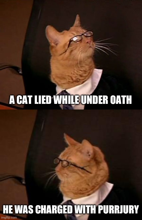 A CAT LIED WHILE UNDER OATH; HE WAS CHARGED WITH PURRJURY | image tagged in lawyer cat | made w/ Imgflip meme maker
