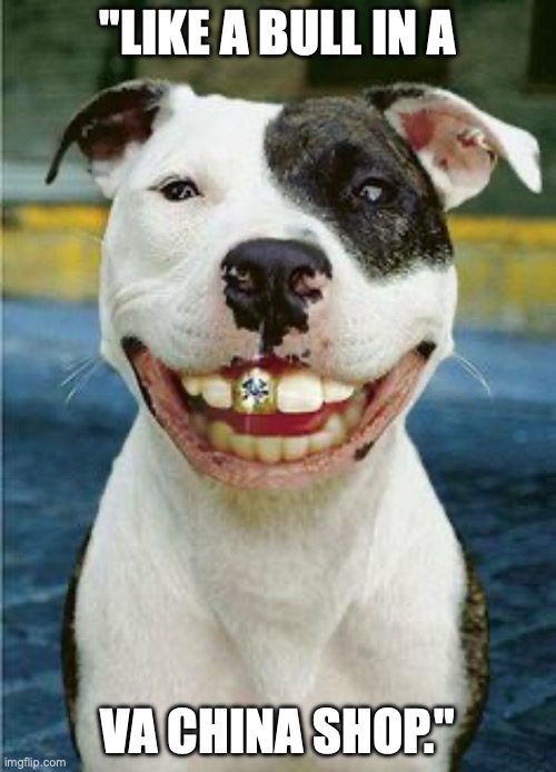 PIt Bull Smile | "LIKE A BULL IN A; VA CHINA SHOP." | image tagged in pit bull smile | made w/ Imgflip meme maker