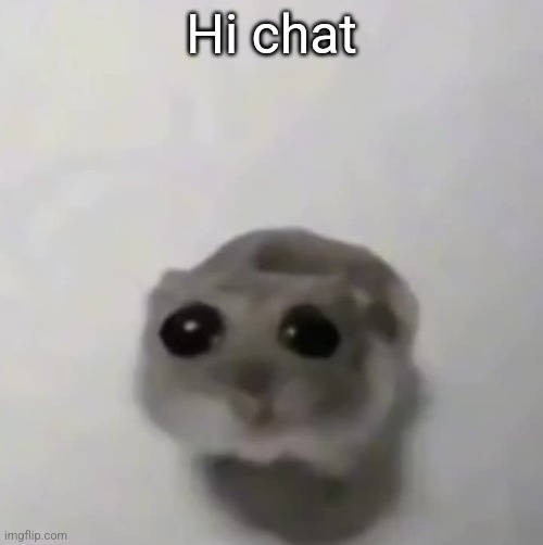 sad hamster | Hi chat | image tagged in sad hamster | made w/ Imgflip meme maker