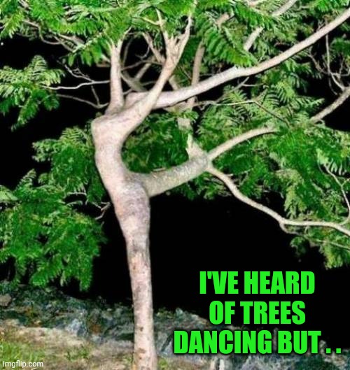 Dancing tree | I'VE HEARD OF TREES DANCING BUT . . | image tagged in dancing tree | made w/ Imgflip meme maker