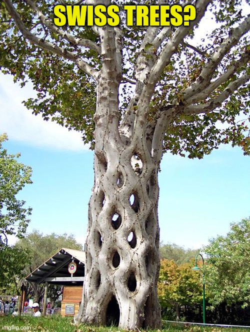 Swiss trees | SWISS TREES? | image tagged in swiss trees | made w/ Imgflip meme maker