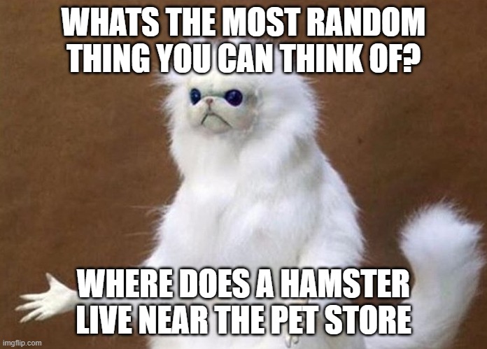 whats the most random thing you can think of | WHATS THE MOST RANDOM THING YOU CAN THINK OF? WHERE DOES A HAMSTER LIVE NEAR THE PET STORE | image tagged in what monkey | made w/ Imgflip meme maker