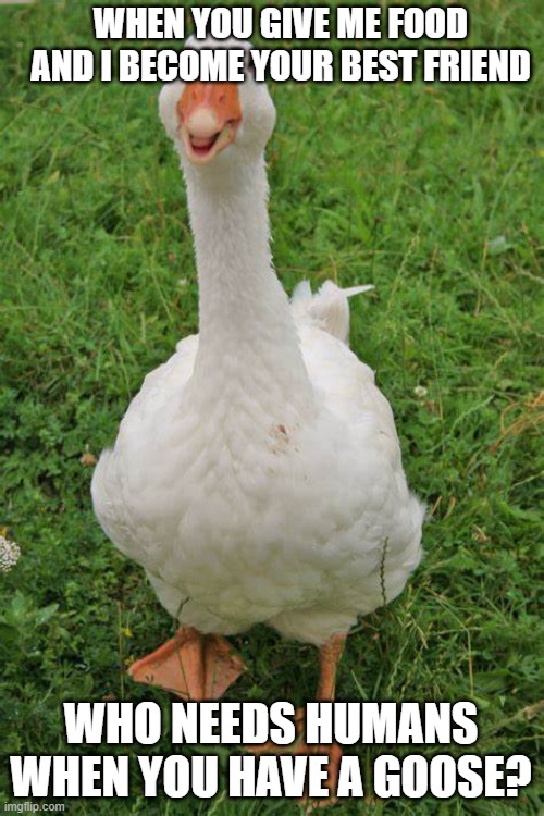 why be friends with humans when you can befriend a goose | WHEN YOU GIVE ME FOOD AND I BECOME YOUR BEST FRIEND; WHO NEEDS HUMANS WHEN YOU HAVE A GOOSE? | image tagged in the happy goose format | made w/ Imgflip meme maker
