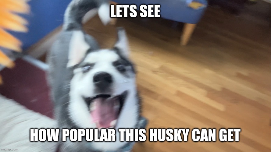 I gave up anti upvote begging | LETS SEE; HOW POPULAR THIS HUSKY CAN GET | image tagged in memes,dog,husky,front page | made w/ Imgflip meme maker