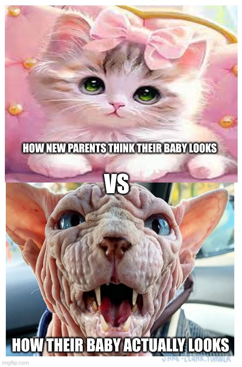 New parents and babies | HOW NEW PARENTS THINK THEIR BABY LOOKS; VS; HOW THEIR BABY ACTUALLY LOOKS | image tagged in cats,babies | made w/ Imgflip meme maker